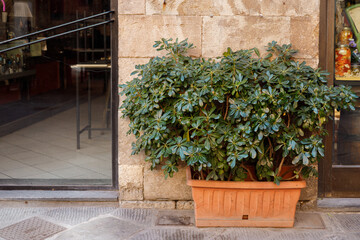Old Italy street house entrance with pot