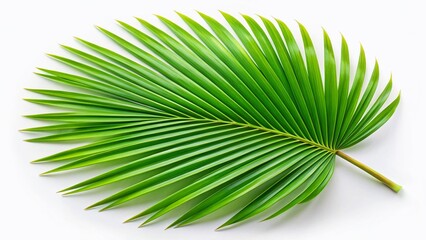 Fototapeta premium Lush Green Palm Leaf Isolated on White Background - High-Resolution Stock Photo