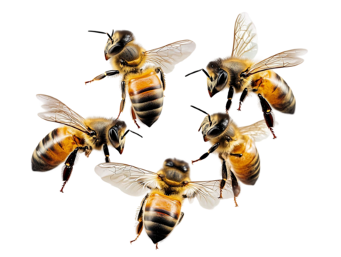Macro closeup of a yellow honeybee, an isolated insect with wings.