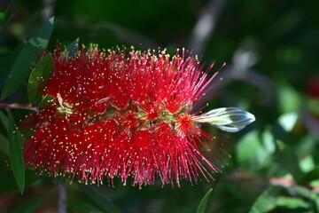 Nahaufnahme eines Karminroten Zylinderputzers