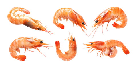 Pack Shrimp Set in Different Poses Against Transparent Background for Seafood Branding, Culinary Use, or Ocean Illustration