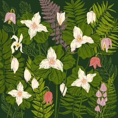 Appalachian Trillium & Ferns &ndash; Wild Botanical Artwork