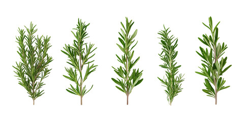 Fototapeta premium Pack Rosemary Set in Different Poses Against Transparent Background for Culinary Branding, Herbal Medicine, or Organic Design