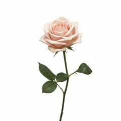 Naklejka premium Single Pale Pink Rose on White Background – Elegant Floral Element for Romantic Designs, Editorial Use, Botanical Illustrations, and Greeting Card Projects