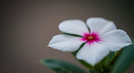 Delicate White Periwinkle Blossom - Close-up of a single white periwinkle flower with a vibrant pink center, soft focus background