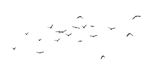 Flying birds silhouette flock. hand drawing. Not AI. Vector illustration.