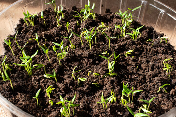 Young Green Seedlings Growing in Soil Inside Plastic Container.