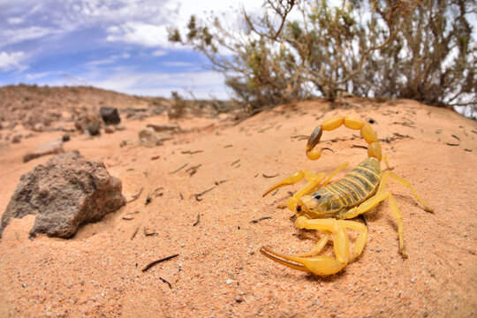 Wide angle macro of the Arabian yellow Deathstalker scorpion Leiurus macroctenus from Oman, photographed in front of a bush in desert sand