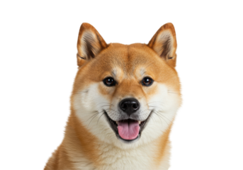 Isolated Happy Shiba Inu Dog Head