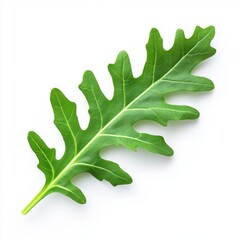 Naklejka premium A single green arugula leaf with jagged edges isolated on white background