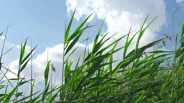 Immerse yourself in the tranquil ambiance of a peaceful lake surrounded by tall reeds. Enjoy the gentle rustling of leaves and the calming sounds of nature for ultimate relaxation.