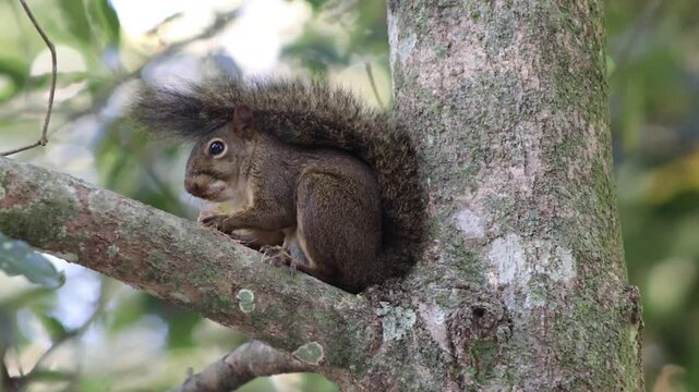 Squirrel