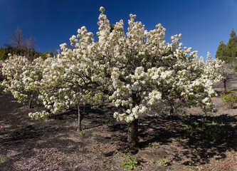 Horticulture of Gran Canaria -  pear tree orchards in Las Cumbres, The Summits of Gran Canaria, in bloom, April
