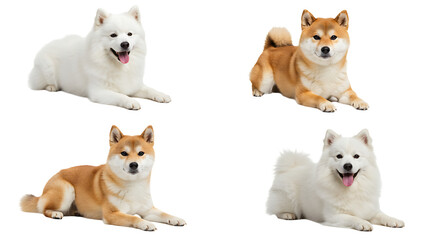 Obraz premium Dogs Lying Down on White Background Cute Animal Poses