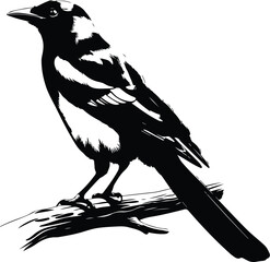 Magpie Silhouette Vector for Birdwatching and Nature Design