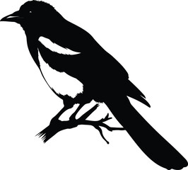 Magpie Silhouette Vector for Birdwatching and Nature Design