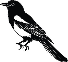 Magpie Silhouette Vector for Birdwatching and Nature Design