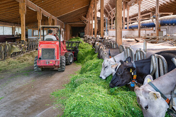 Heumilch - Erzeugung, Landwirt schiebt mit einem Hoftrac  frisches Gras im Kuhstall näher an die...