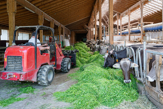 Heumilch - Erzeugung, Landwirt schiebt mit einem Hoftrac  frisches Gras im Kuhstall n&auml;her an die K&uuml;he.