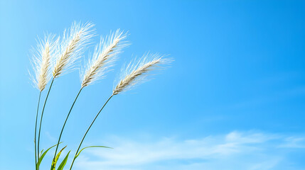 Fluffy White Grass Against A Clear Blue Sky