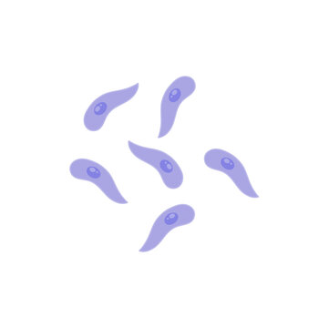 Toxoplasma gondii  bacteria. Vector illustration 
