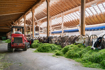 Heumilch - Erzeugung, Landwirt schiebt mit einem Hoftrac  frisches Gras im Kuhstall näher an die Kühe.