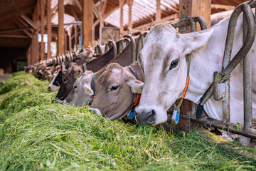 Kühe fressen Heu und Gras in einem modenen Rindviehastall., Porträt - Nahaufnahme.