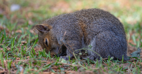 Tree squrrel that looks like it is bowing down its head