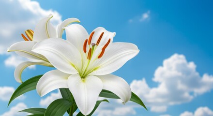 Fototapeta premium Serene Lily Blooms Under a Blue Sky - Two pristine white lilies, vibrant green leaves, and a bright blue sky with soft clouds symbolize purity, peace, nature, hope, and serenity