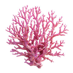 Close up of a pink coral structure against on transparent background