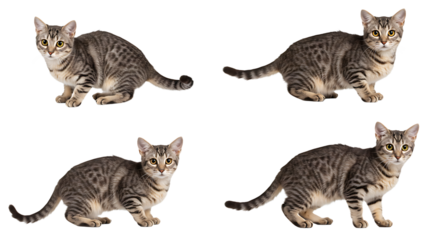 Four Young Striped Cats Posing on a White Background