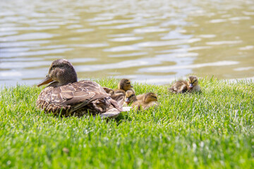 Mother duck with her ducklings beside a river enjoying the warm 
sun