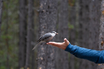 A close up of a Canada's National Bird, the Grey Jay perched on a persons hand eating peanuts with a evergreen forest background