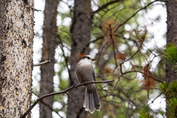 A close up of a Canada's National Bird, the Grey Jay perched on a branch with and evergreen forest background
