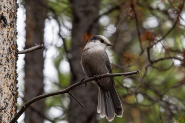 A close up of a Canada's National Bird, the Grey Jay perched on a branch with and evergreen forest background