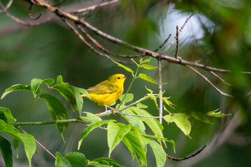 Close up of a bright yellow warbler songbird perched on a branch with green foliage.