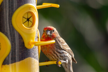 Close up of a red finch perched on a yellow feeder
