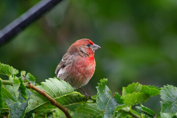 A close up of a beautiful red finch perched on a branch surrounded by lush green foliage