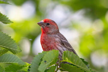 A close up of a beautiful red finch perched on a branch surrounded by lush green foliage