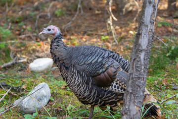 Close up of a curious, friendly, Wild Turkey roaming around and scavenging in a evergreen forest