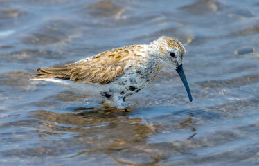 Dunlin foraging on Florida shoreline