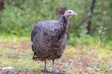 Close up of a curious, friendly, Wild Turkey roaming around and scavenging in a evergreen forest
