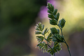 Orchard grass, or cat grass isolated on nature background.  Blurred background. Copy space. Spring time in Greece. Dactylis glomerata .