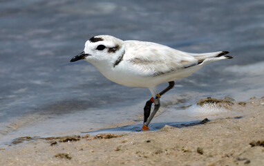 Snowy Plover on Florida beach