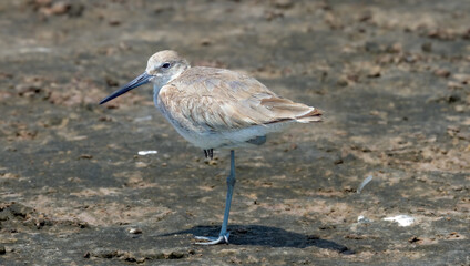 Willet on Florida beach