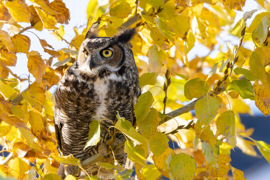 Great Horned owl with wide bright yellow eyes perched on a branch surrounded by fall leaves on a warm sunny fall afternoon. The owl is  a beautiful contrast in the yellow tree.