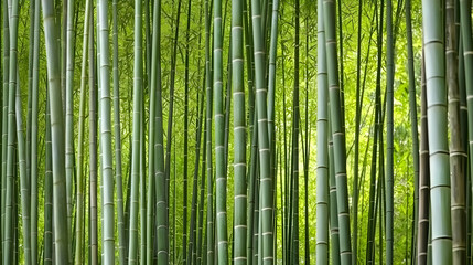 Dense Green Bamboo Forest