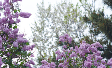 Obraz premium Behind the siren flower, cherry blossoms are white