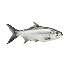 Naklejka premium a Tarpon fish on a transparent background.