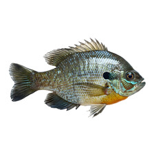 Bluegill fish on a transparent background.